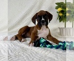 Small #1 Boxer