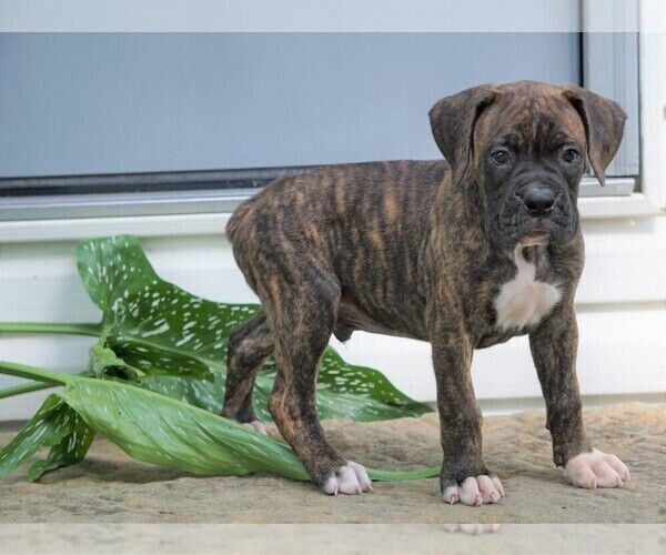 Medium Photo #1 Boxer Puppy For Sale in FREDERICKSBG, OH, USA