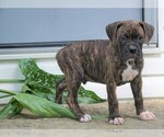 Small Photo #1 Boxer Puppy For Sale in FREDERICKSBG, OH, USA