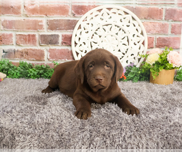 Medium Photo #2 Labrador Retriever Puppy For Sale in SYRACUSE, IN, USA