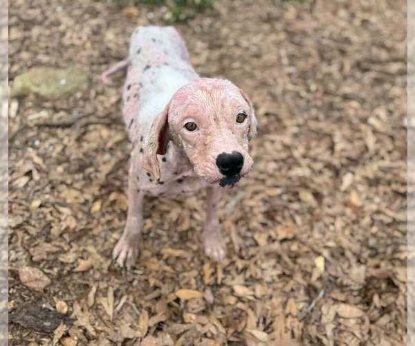 Medium Photo #6 Labrador Retriever-Unknown Mix Puppy For Sale in New York, NY, USA