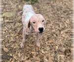 Small #5 Labrador Retriever Mix
