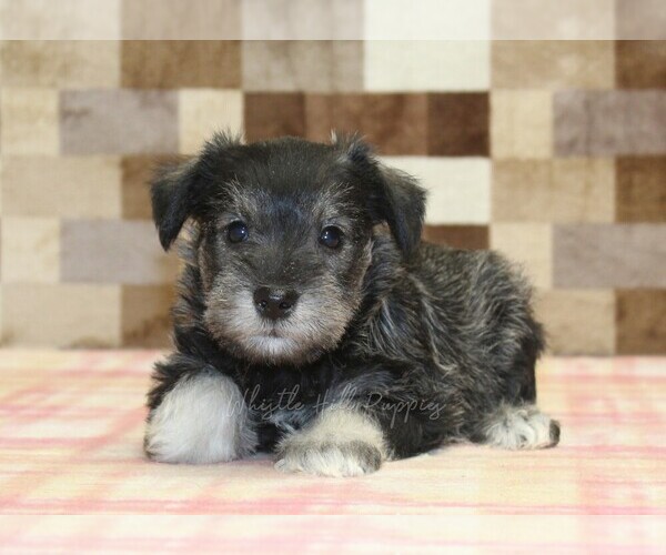 Medium Photo #2 Schnauzer (Miniature) Puppy For Sale in DENVER, PA, USA