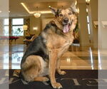 Small #11 German Shepherd Dog Mix