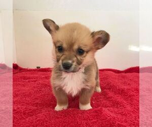 Pembroke Welsh Corgi Puppy for sale in HAVEN, KS, USA