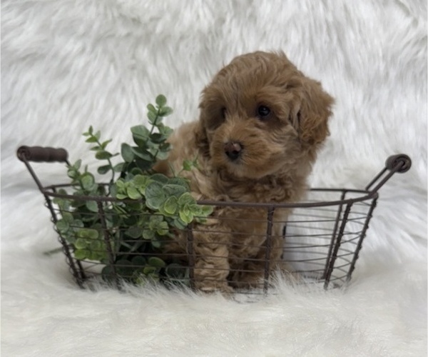 Medium Photo #2 Goldendoodle (Miniature) Puppy For Sale in WITHEE, WI, USA