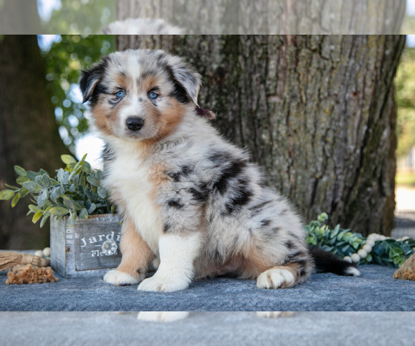 Medium Photo #14 Australian Shepherd Puppy For Sale in CHRISTIANA, PA, USA