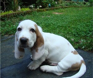 Basset Hound Puppy for sale in LANEXA, VA, USA