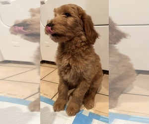 Goldendoodle Puppy for sale in LONG BEACH, CA, USA