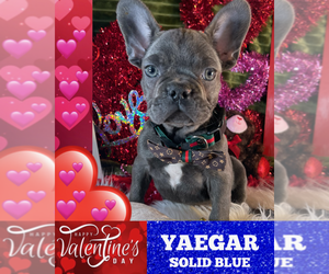 French Bulldog Puppy for sale in HEATHROW, FL, USA
