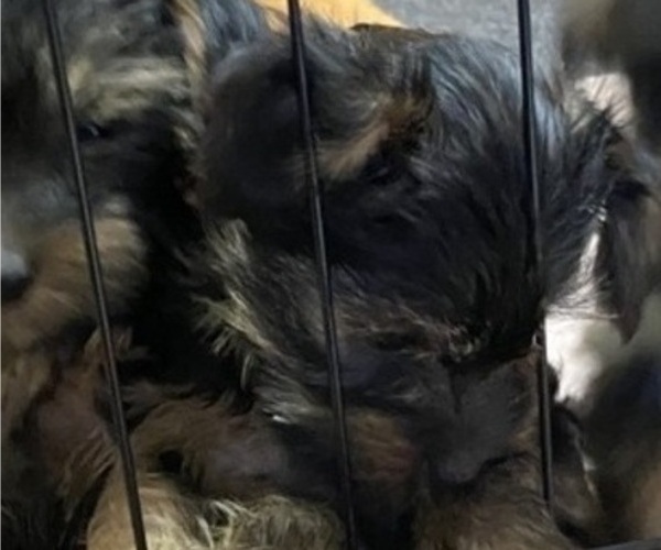 Medium Photo #3 Yorkshire Terrier Puppy For Sale in NEWBURGH, IN, USA