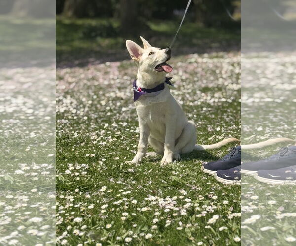 Medium Photo #19 German Shepherd Dog-Unknown Mix Puppy For Sale in Seattle, WA, USA