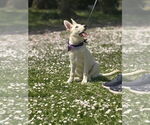 Small #18 German Shepherd Dog Mix