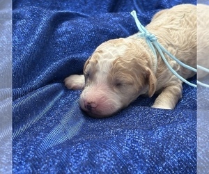 Goldendoodle (Miniature) Puppy for sale in SAINT MARYS, KS, USA