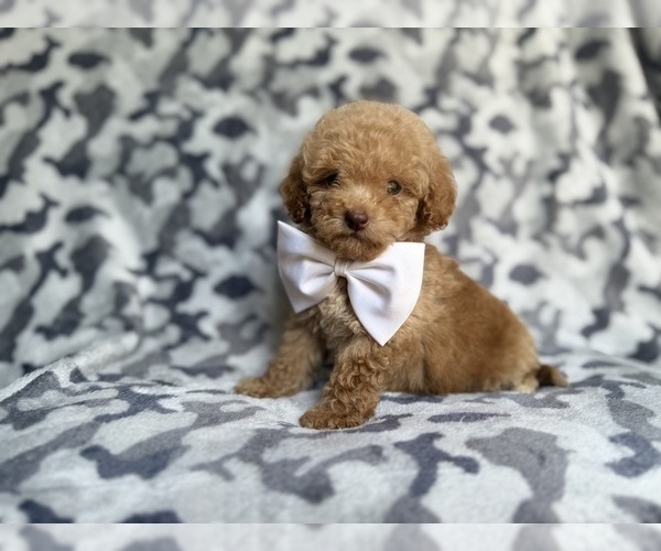Medium Photo #5 Cockapoo (Miniature) Puppy For Sale in LAKELAND, FL, USA