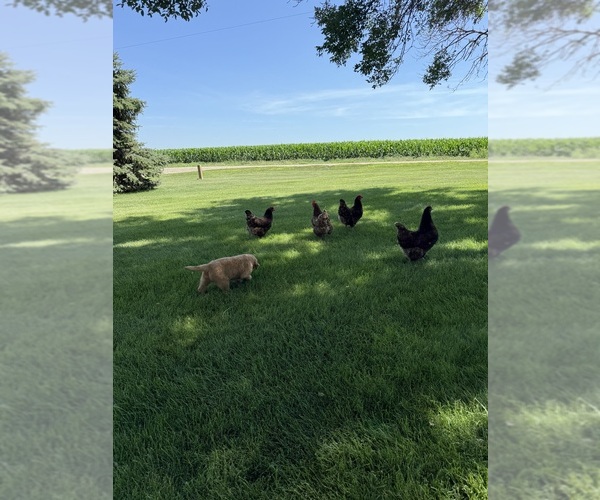 Medium Photo #5 Golden Retriever Puppy For Sale in ROCK VALLEY, IA, USA