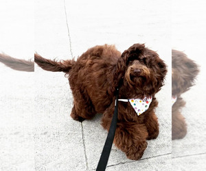 Mother of the Australian Labradoodle puppies born on 04/17/2026