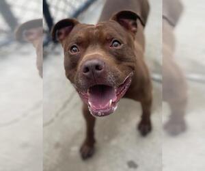 Mutt Dogs for adoption in Tulsa, OK, USA