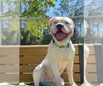 Small American Bulldog
