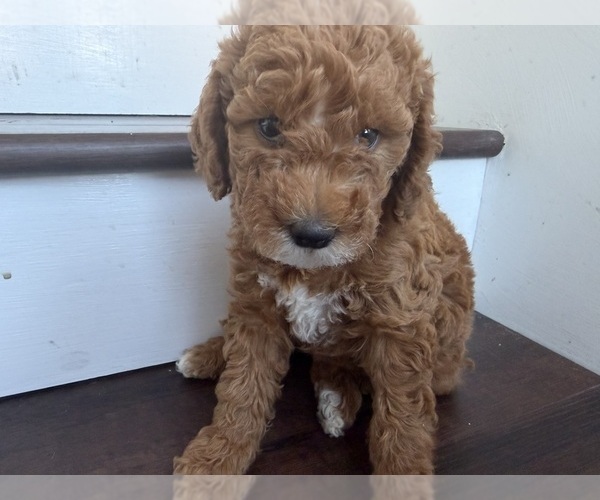 Medium Photo #23 Labradoodle Puppy For Sale in THOUSAND OAKS, CA, USA