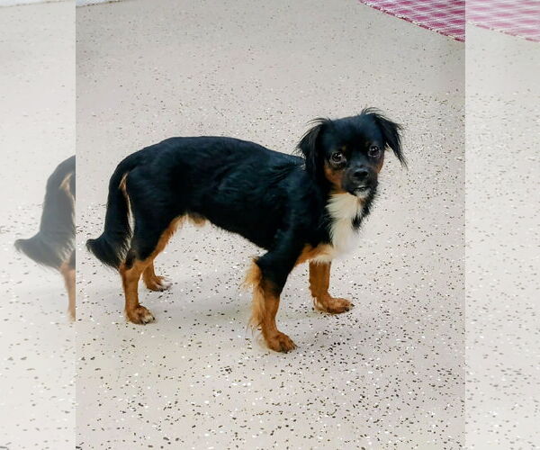 Medium Photo #5 Chin-wa Puppy For Sale in York, SC, USA