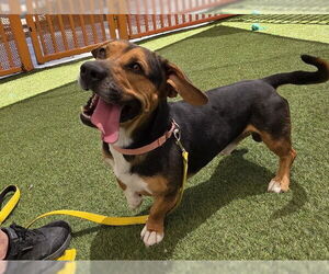 Medium American Pit Bull Terrier-Dachshund Mix