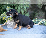 Small #2 Chihuahua
