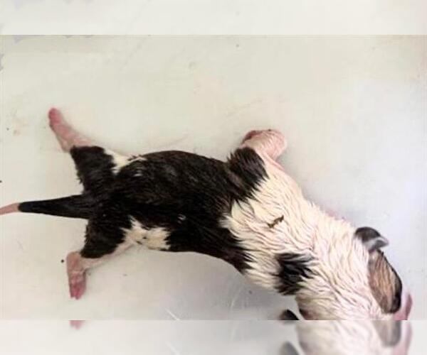 Medium Photo #1 Labrador Retriever-Unknown Mix Puppy For Sale in Houston, TX, USA