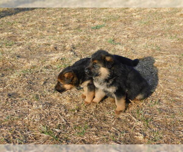 Medium Photo #2 German Shepherd Dog Puppy For Sale in MORRISVILLE, MO, USA