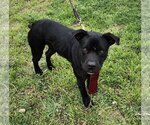 Small Photo #2 Labrador Retriever-Staffordshire Bull Terrier Mix Puppy For Sale in Bandera, TX, USA