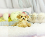 Small Photo #6 Maltipoo Puppy For Sale in CHANDLER, AZ, USA