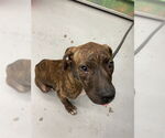 Small American Pit Bull Terrier