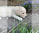 Small Photo #6 Poodle (Standard) Puppy For Sale in KEIZER, OR, USA