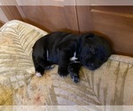 Puppy 2 Bernese Mountain Dog-Labrador Retriever Mix