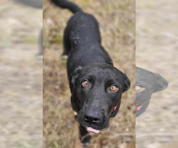 Medium Photo #2 Mutt Puppy For Sale in Sheboygan, WI, USA