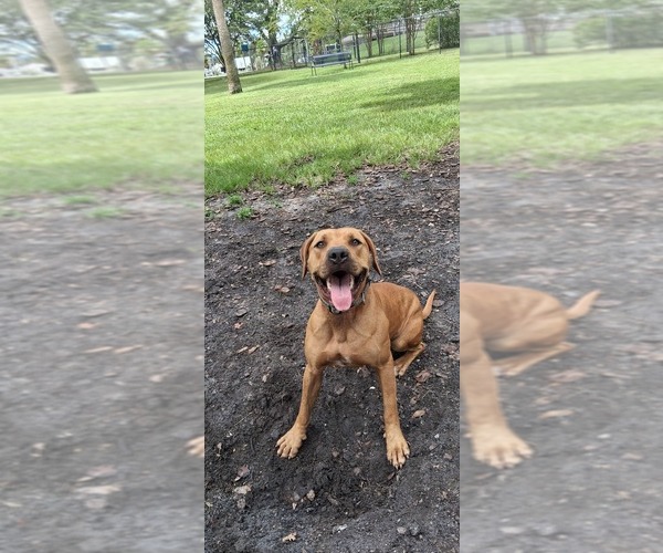 Medium Photo #1 American Pit Bull Terrier Puppy For Sale in CLEARWATER, FL, USA