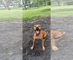 Small Photo #1 American Pit Bull Terrier Puppy For Sale in CLEARWATER, FL, USA
