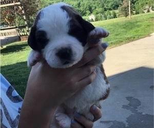 Saint Bernard Puppy for sale in PAPILLION, NE, USA