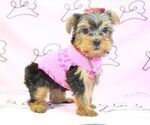 Small Photo #9 Yorkshire Terrier Puppy For Sale in LAS VEGAS, NV, USA
