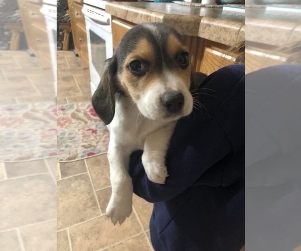 View Ad: Beagle Puppy for Sale near Sweden