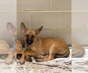 Mutt Dogs for adoption in Plano, TX, USA