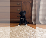 Puppy Ellie Gollie