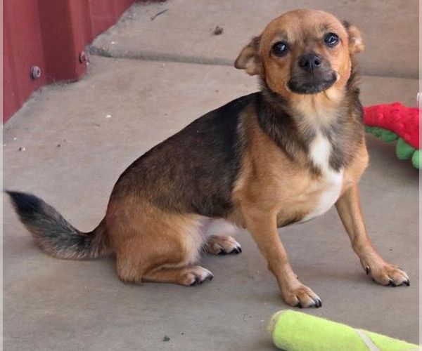 Medium Photo #5 Chiweenie Puppy For Sale in Tustin, CA, USA