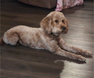 Mother of the Goldendoodle-Poodle (Toy) Mix puppies born on 03/02/2025