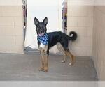 Small #2 German Shepherd Dog Mix