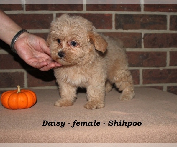 Medium Photo #4 ShihPoo Puppy For Sale in CLARKRANGE, TN, USA
