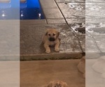 Puppy Puppy 1 Kangal Dog