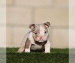 Small #1 English Bulldog