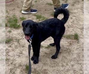 Labrador Retriever-Unknown Mix Dogs for adoption in Brewster, MA, USA