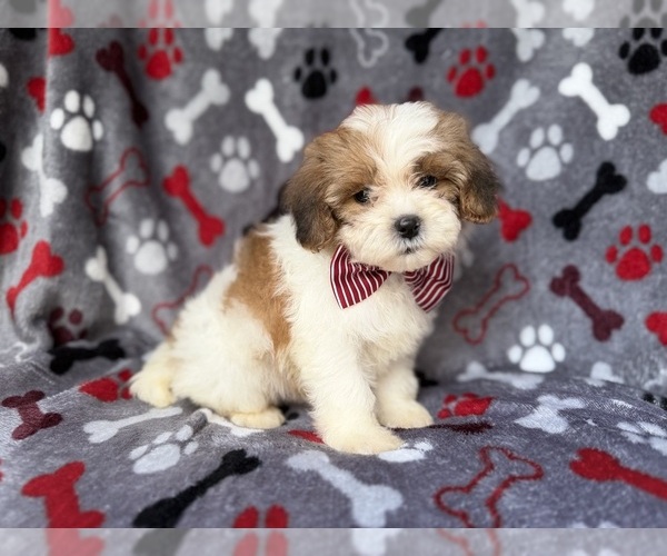 Medium Photo #6 ShihPoo Puppy For Sale in LAKELAND, FL, USA